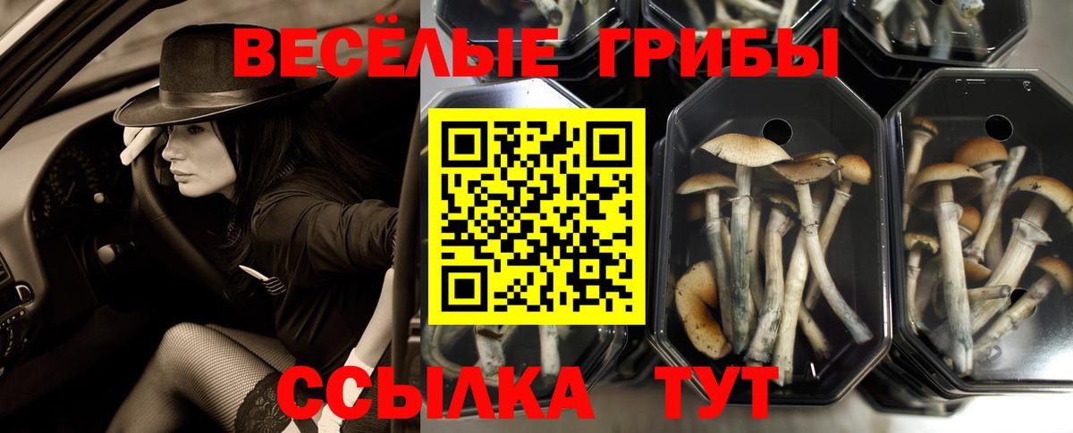 Сатка  Галлюциногенные грибы Psilocybine cubensis  Вход с VPN  Псилоцибиновые грибы Psilocybine cubensis 